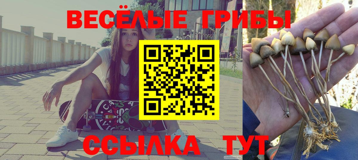 Псилоцибиновые грибы Psilocybe Сарапул